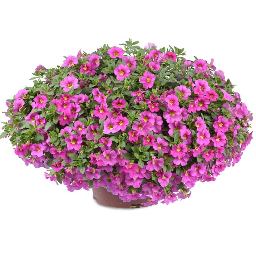 Calibrachoa hybrida Noa Bubblegum (Porte)