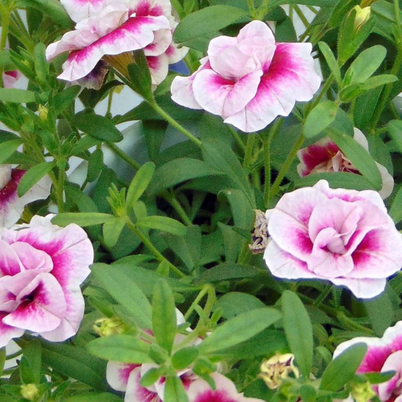 Calibrachoa hybrida MiniFamous Double Pinktastic (Follaje)