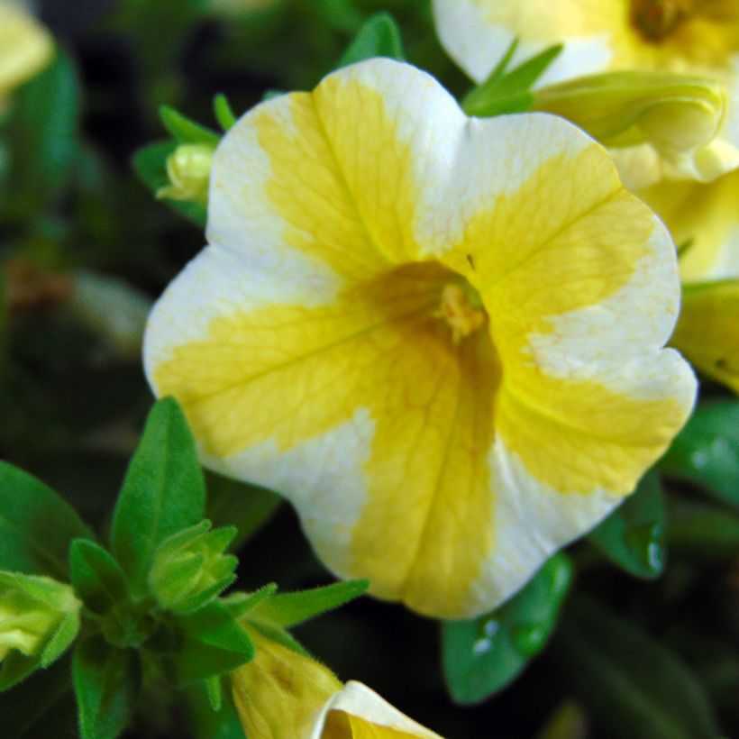 Calibrachoa hybrida Superbells Lemon Slice (Floración)