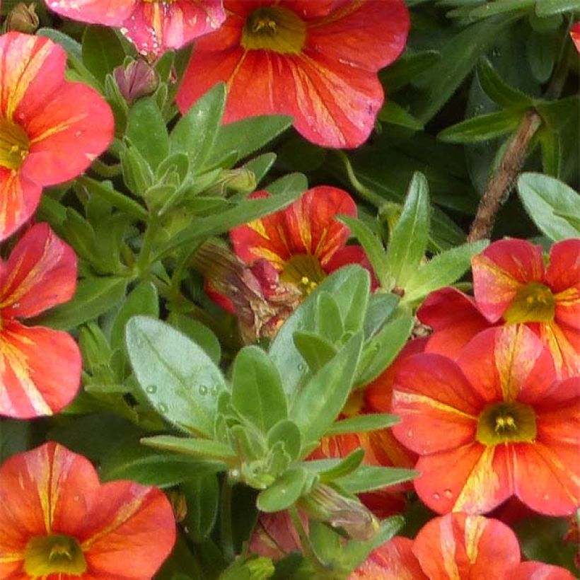 Calibrachoa hybrida Superbells Tropical Sunrise (Follaje)