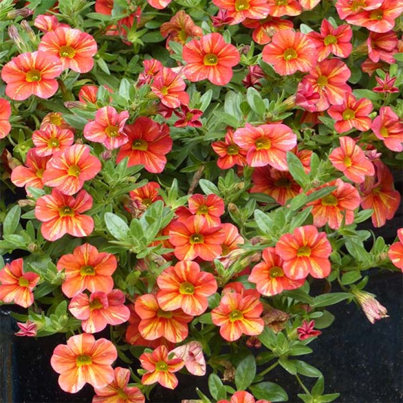 Calibrachoa hybrida Superbells Tropical Sunrise (Porte)