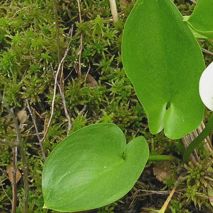 Calla palustris (Follaje)