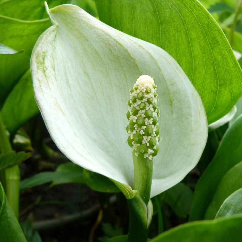 Calla palustris (Floración)