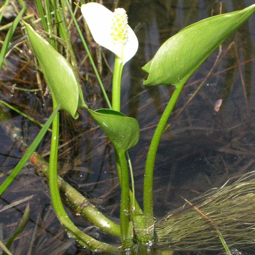 Calla palustris (Porte)