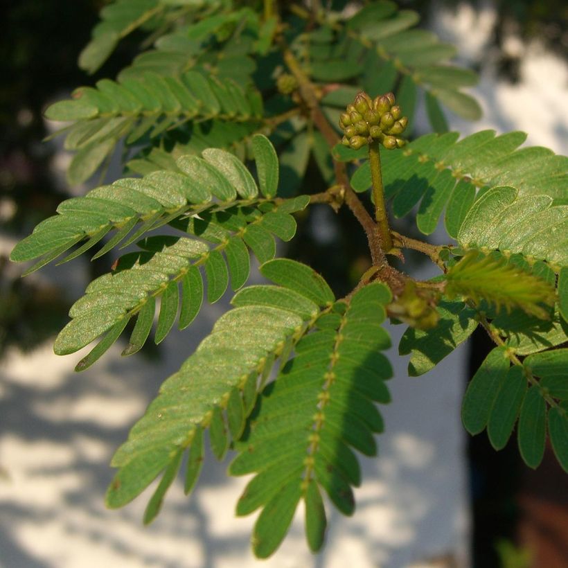 Calliandra surinamensis (Follaje)