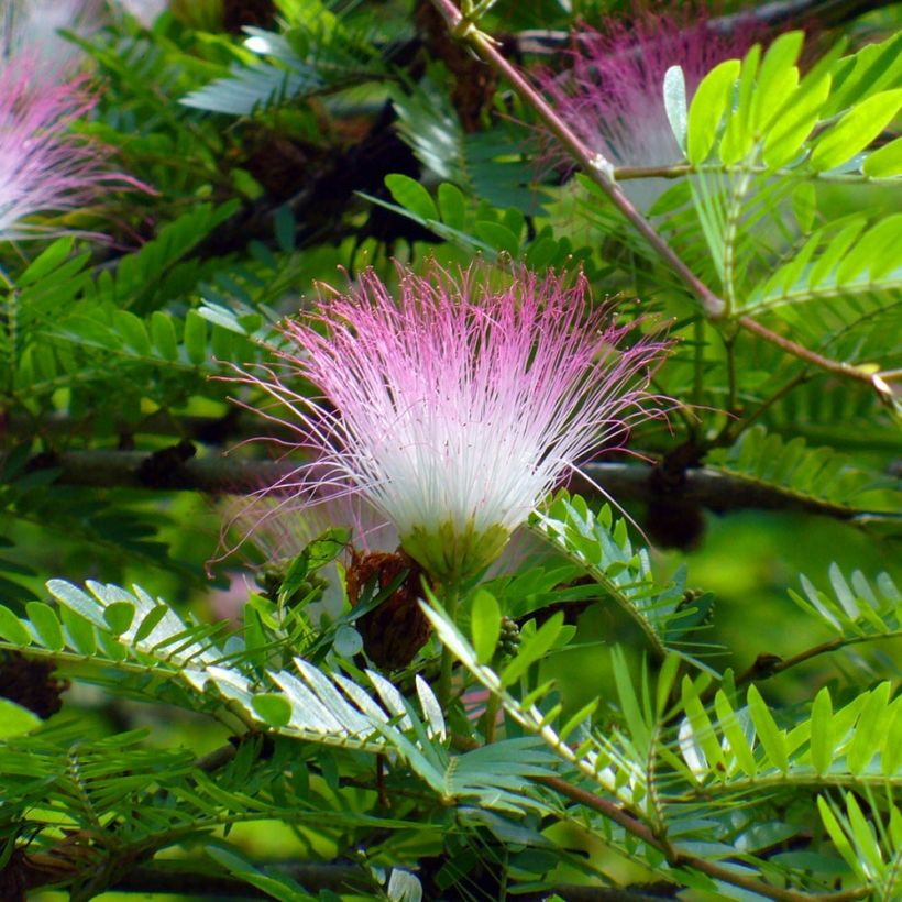 Calliandra surinamensis (Floración)