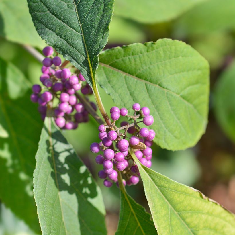 Callicarpa bodinieri Imperial Pearl (Follaje)