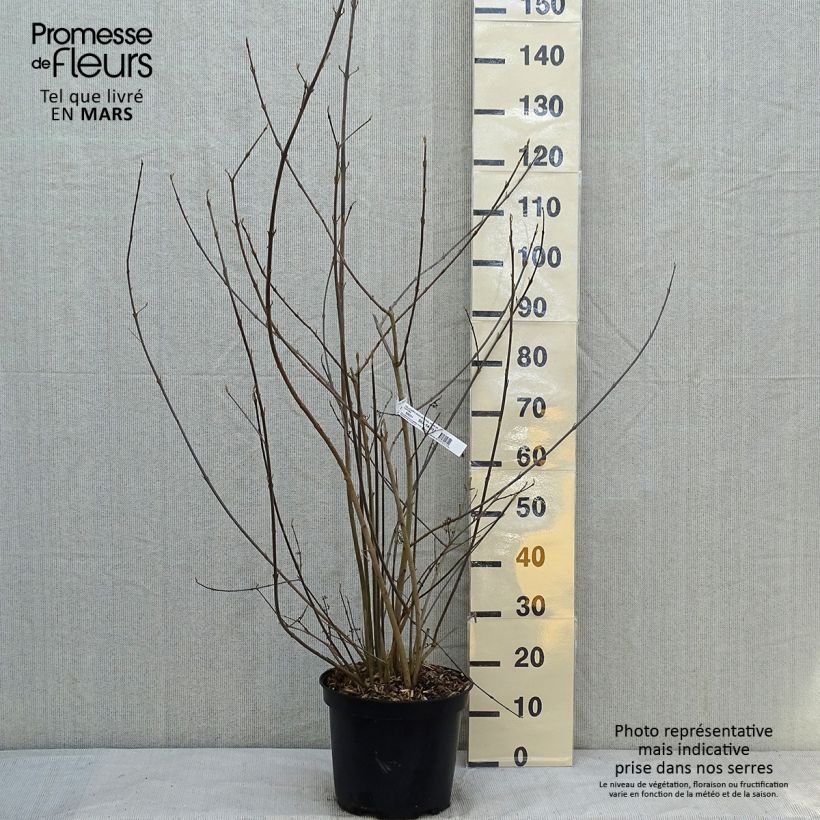 Callicarpa bodinieri Imperial Pearl en pot de 7,5l/10l Ejemplar entregado en invierno