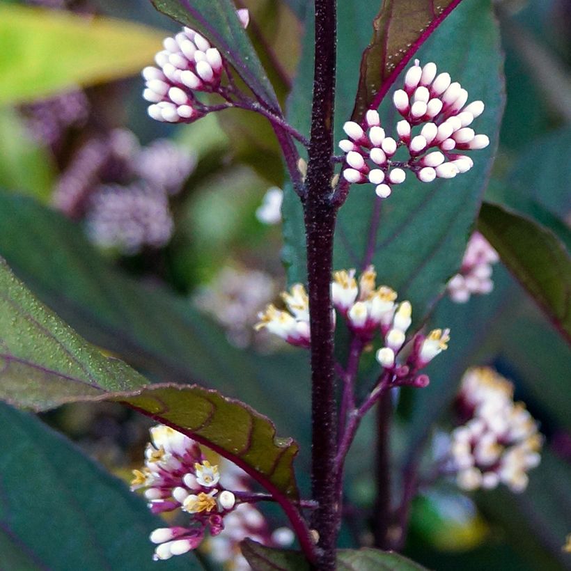 Callicarpa bodinieri Pearl Glam (Floración)