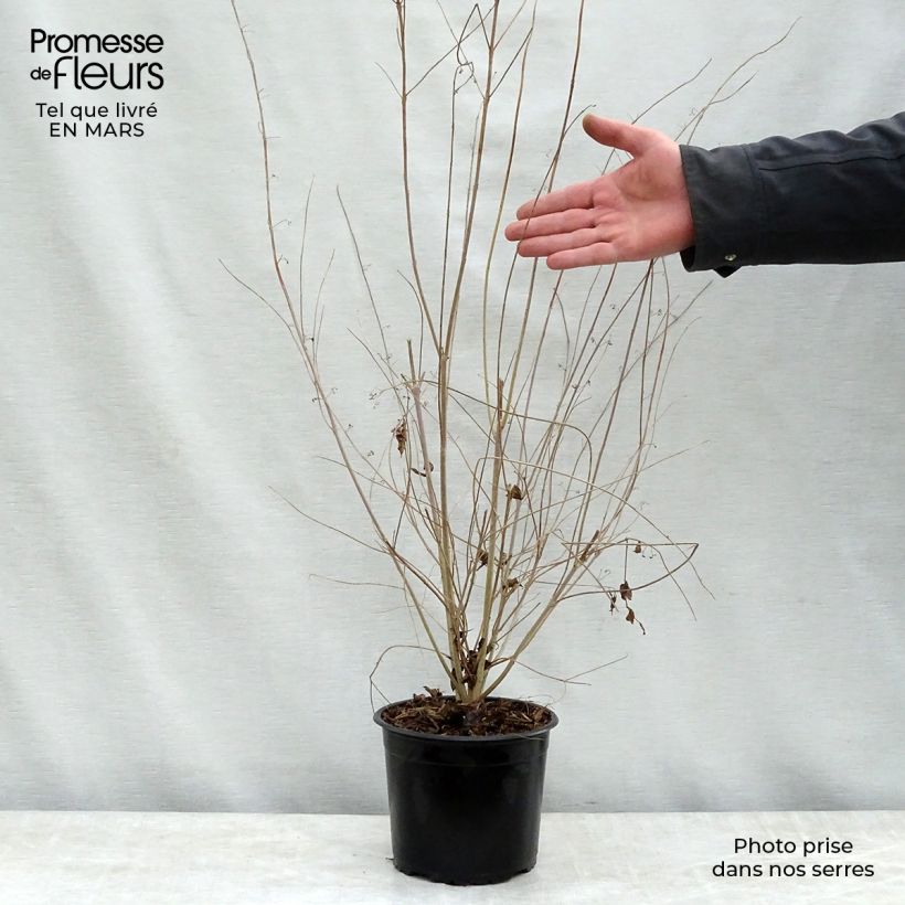 Callicarpa dichotoma - Arbuste aux bonbons Pot de 3L/4L Ejemplar entregado en la primavera