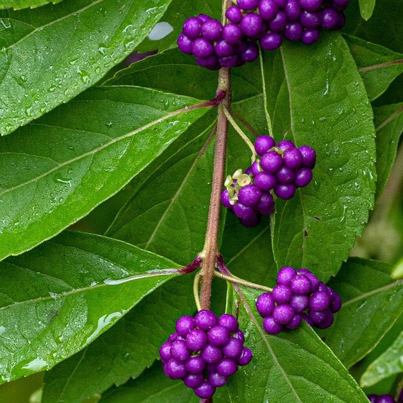 Callicarpa dichotoma (Cosecha)