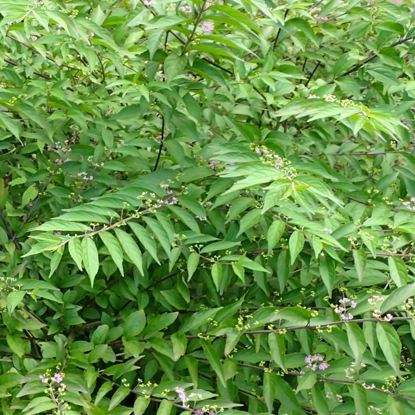 Callicarpa dichotoma Issai (Follaje)