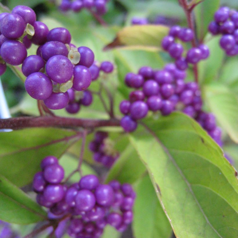 Callicarpa dichotoma Issai (Floración)