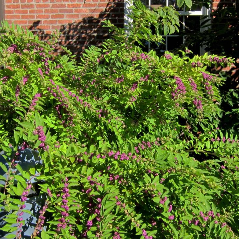 Callicarpa dichotoma Issai (Porte)