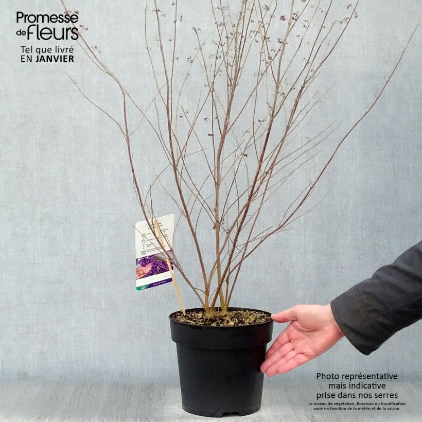 Callicarpa dichotoma Issai Pot de 3L/4L Ejemplar entregado en invierno