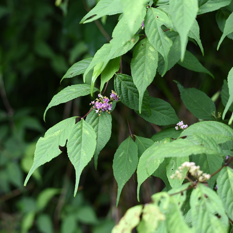 Callicarpa japonica (Follaje)