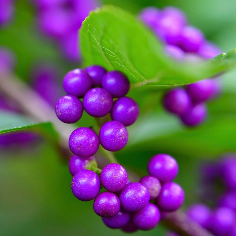 Callicarpa japonica (Cosecha)