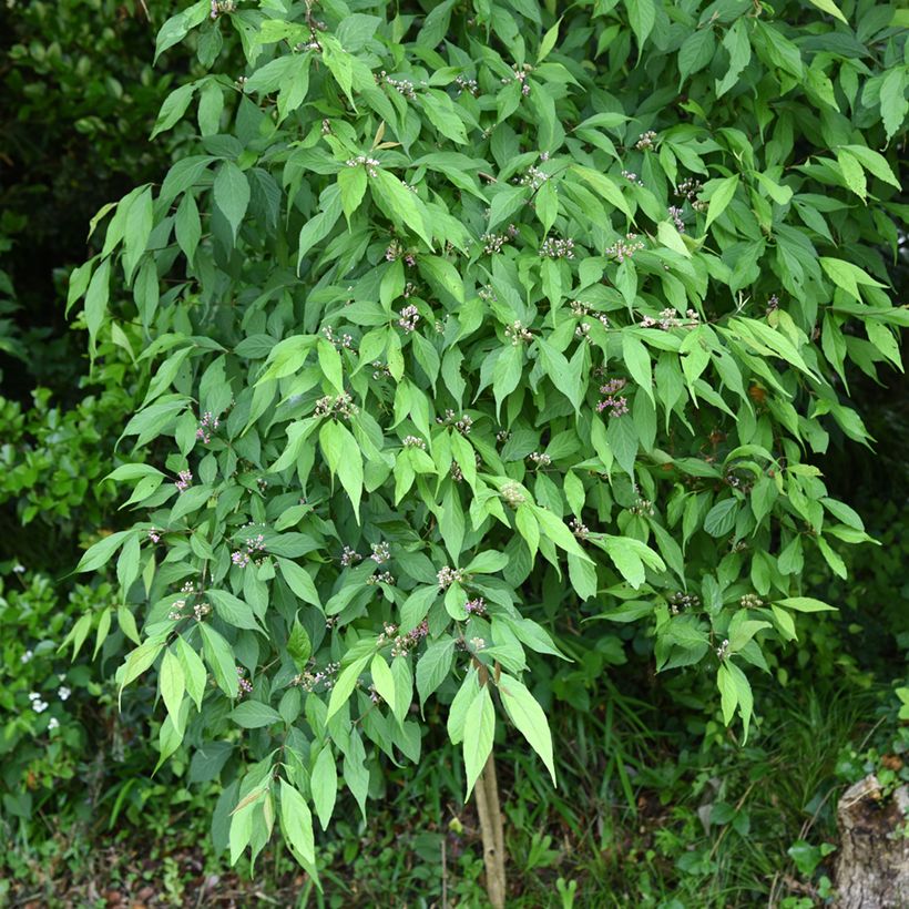 Callicarpa japonica (Porte)