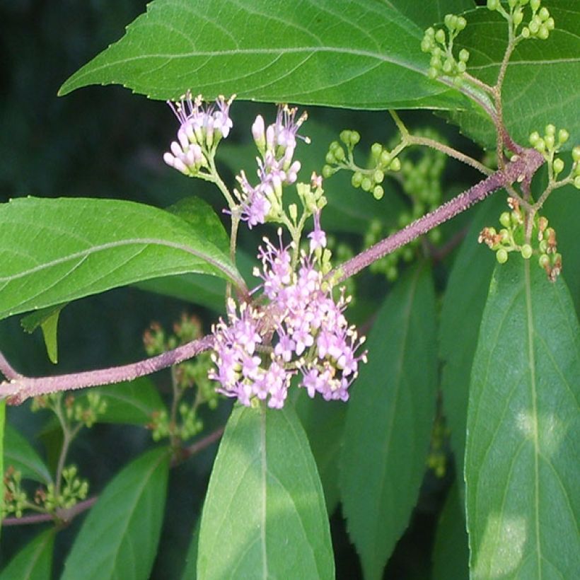 Callicarpa kwangtungensis (Follaje)