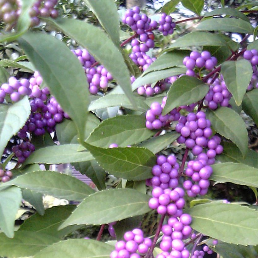 Callicarpa kwangtungensis (Cosecha)