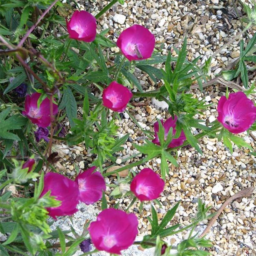 Callirhoe involucrata (Floración)