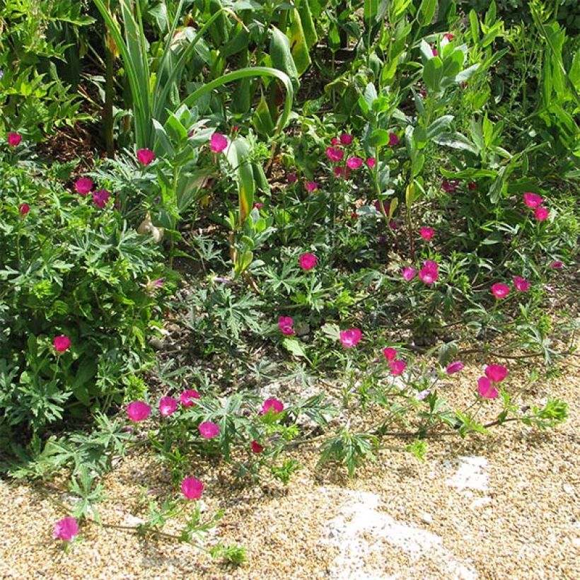 Callirhoe involucrata (Porte)