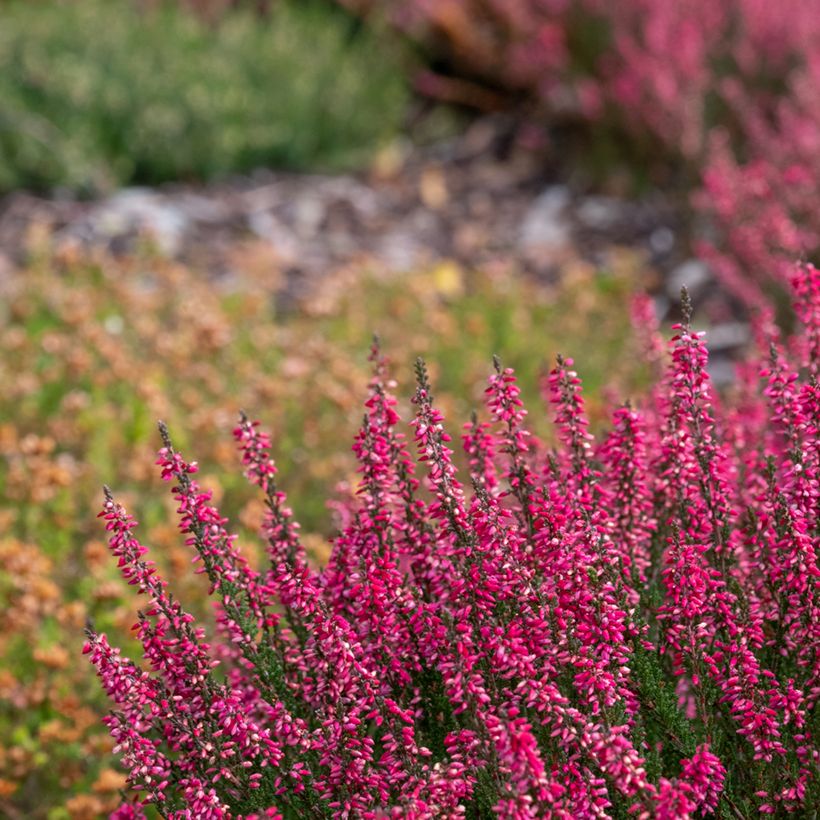 Calluna vulgaris Garden Girls Athene - Brecina (Porte)