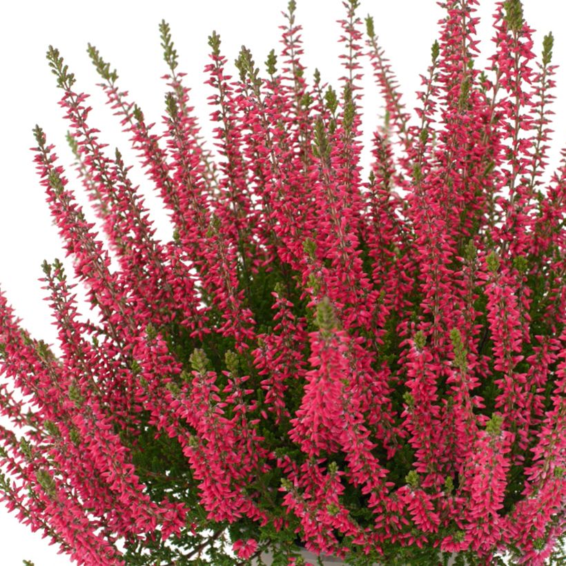 Calluna vulgaris Garden Girls Franca - Brecina (Floración)