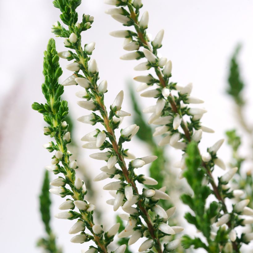 Calluna vulgaris Garden Girls Helena - Brecina (Floración)