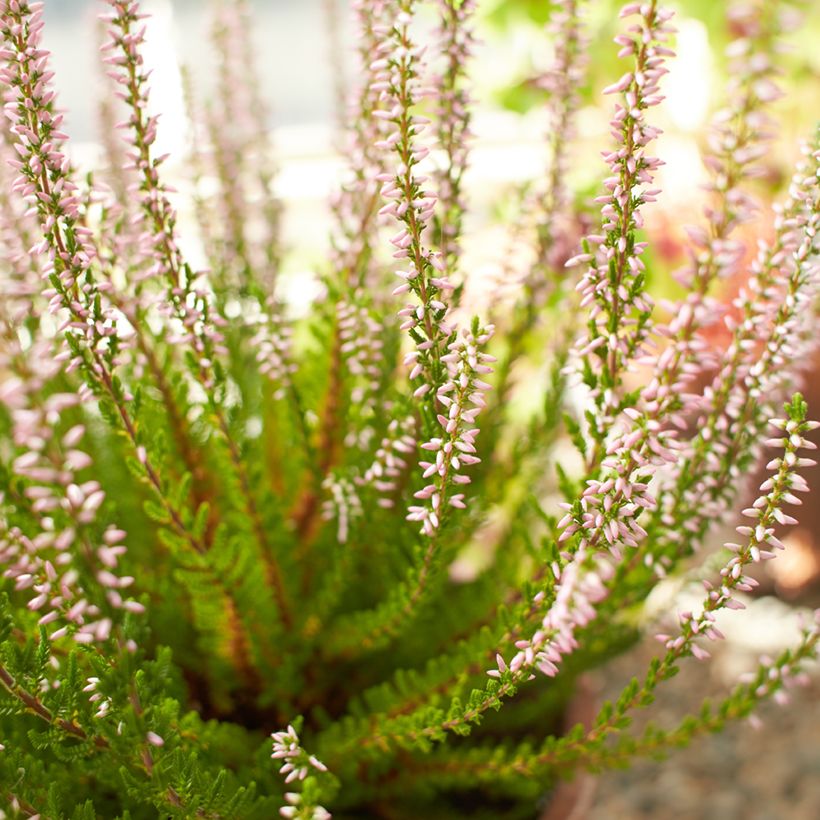 Calluna vulgaris Garden Girls Rosita - Brecina (Floración)