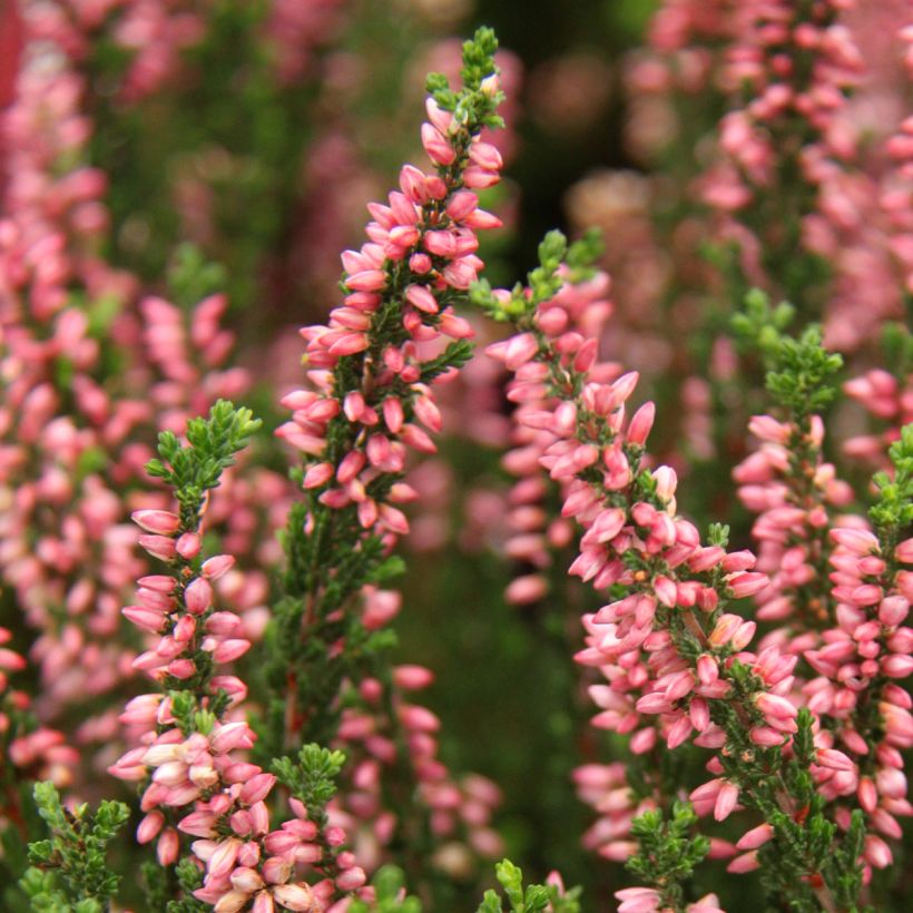 Calluna vulgaris Garden Girls Gina - Brecina (Floración)