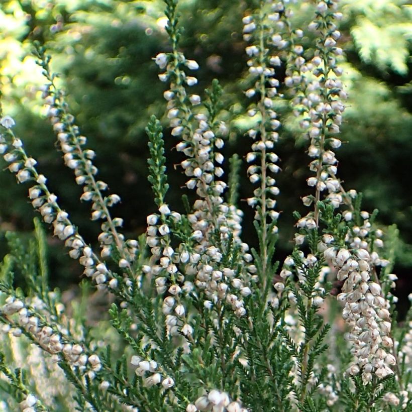 Calluna vulgaris Alba - Brecina (Floración)