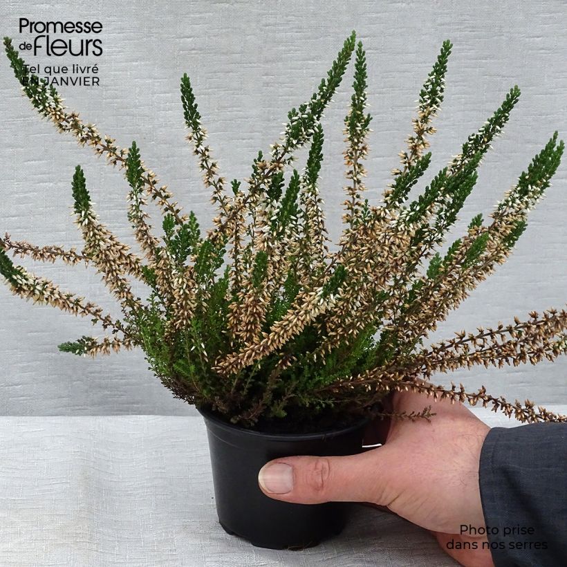 Bruyère d'été - Calluna vulgaris Alba Godet de 8/9cm Ejemplar entregado en invierno