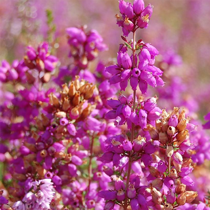 Calluna vulgaris Allegro - Brecina (Floración)