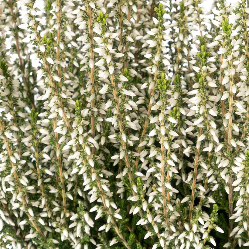 Calluna vulgaris Garden Girls Bettina - Brecina (Floración)