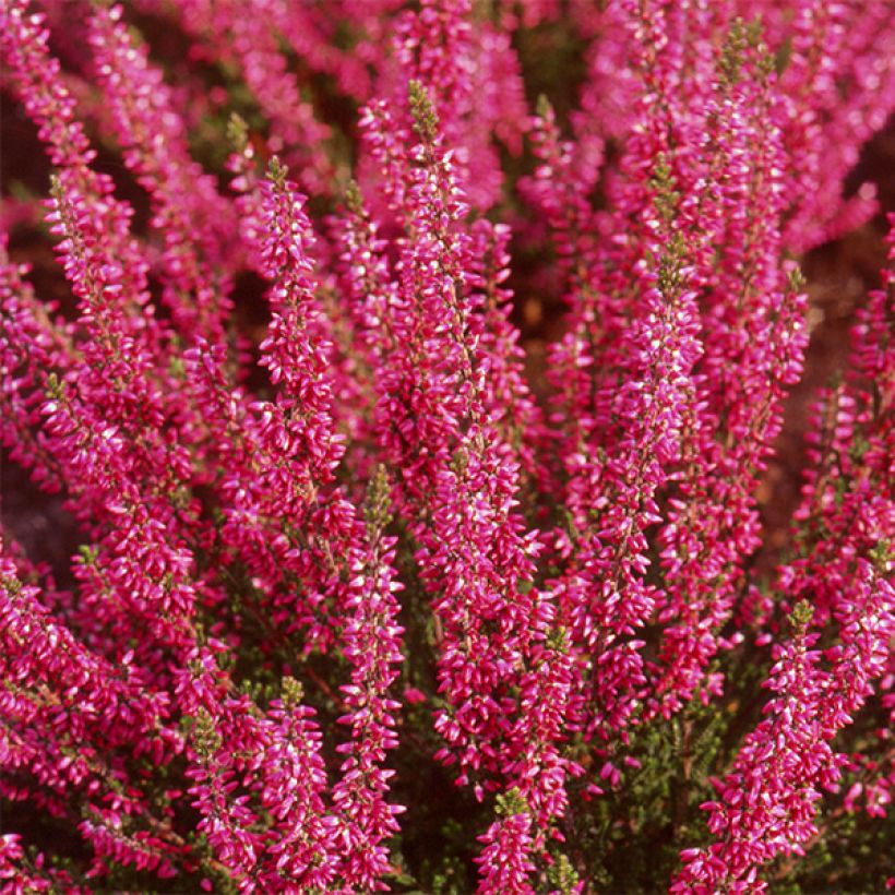 Calluna vulgaris Bonita - Brecina (Floración)