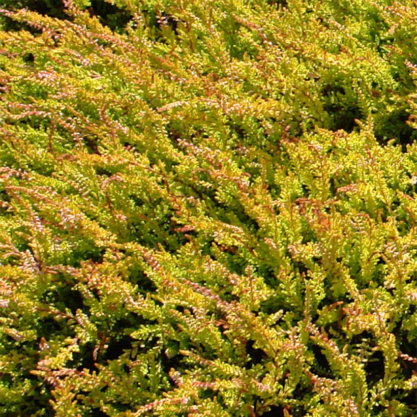 Calluna vulgaris Boskoop - Brecina (Follaje)