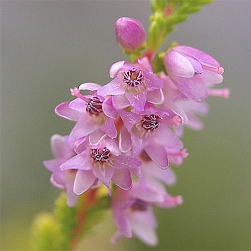 Calluna vulgaris Boskoop - Brecina (Floración)