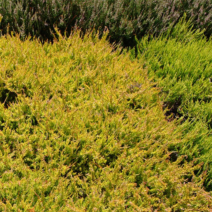 Calluna vulgaris Boskoop - Brecina (Porte)