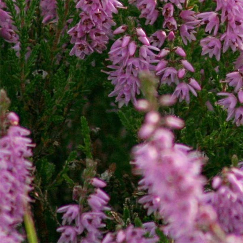 Calluna vulgaris H.E Beale - Brecina (Follaje)