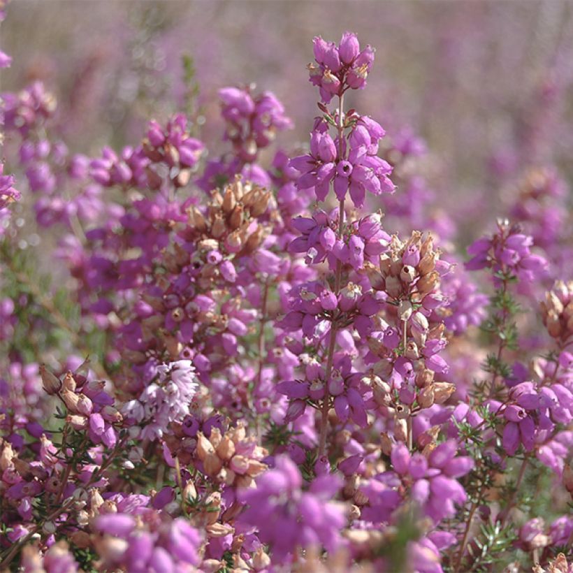 Calluna vulgaris H.E Beale - Brecina (Floración)