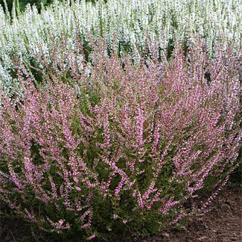 Calluna vulgaris Marlies - Brecina (Floración)