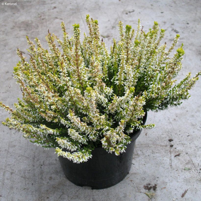 Calluna vulgaris Sandy - Brecina (Porte)