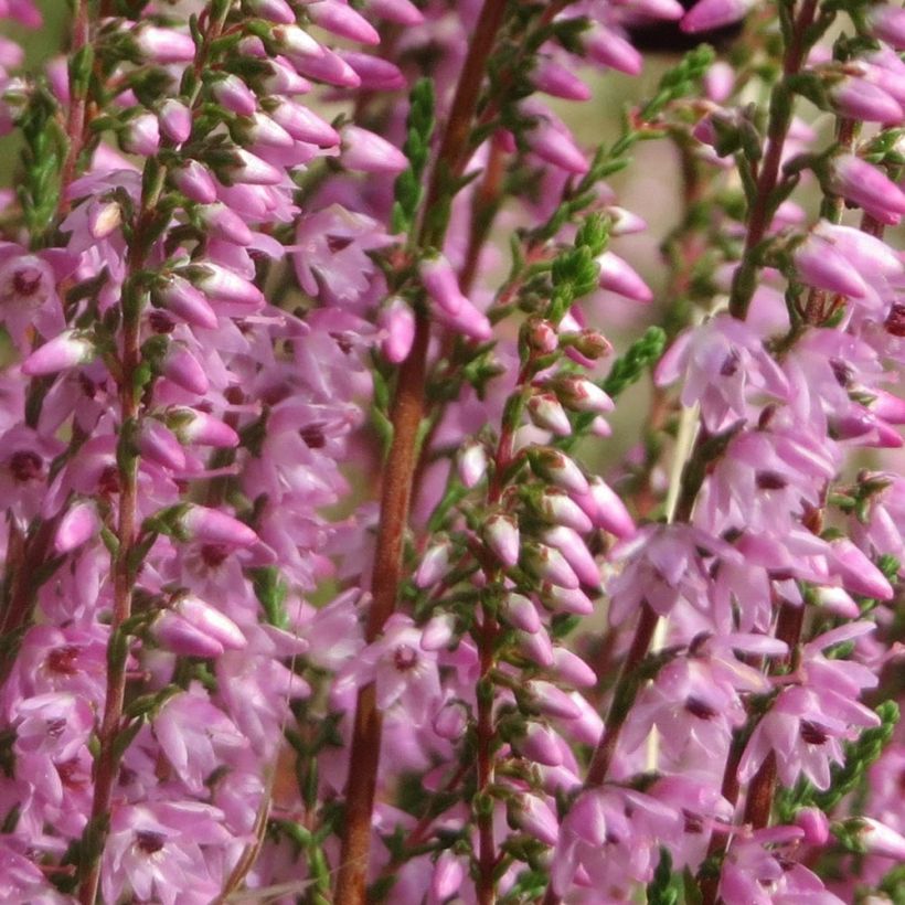 Calluna vulgaris Tib - Brecina (Floración)