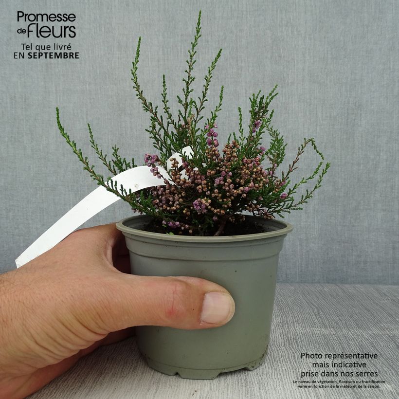 Ejemplar de Bruyère d'été - Calluna vulgaris Tib Pot de 12 cm entregado en otoño