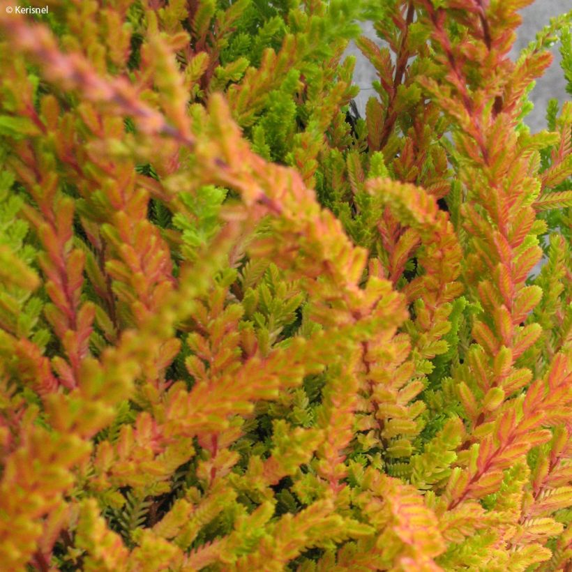 Calluna vulgaris Wickwar Flame - Brecina (Follaje)