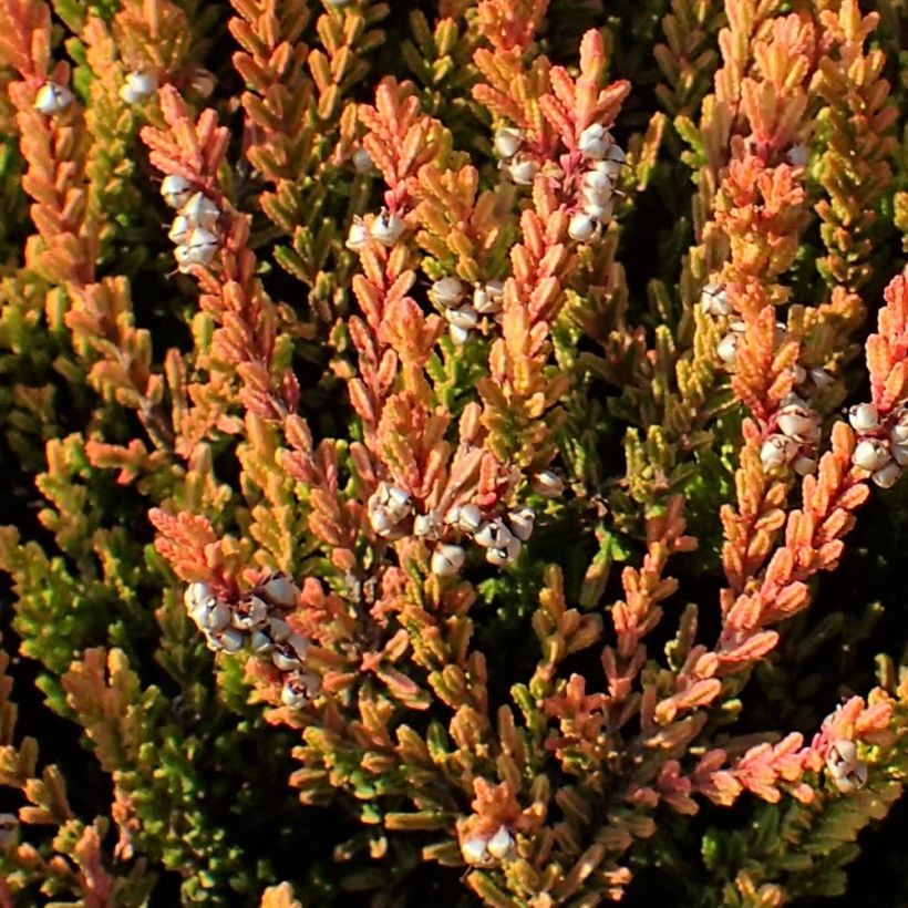 Calluna vulgaris Winter Chocolate - Brecina (Follaje)