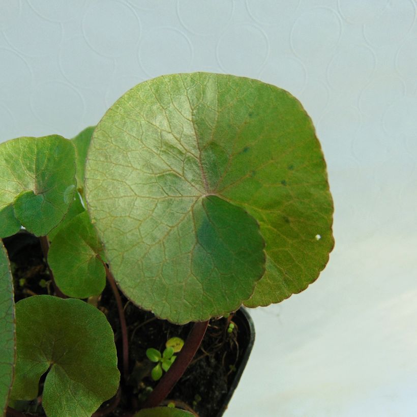 Caltha palustris Polypetala - Hierba centella (Follaje)