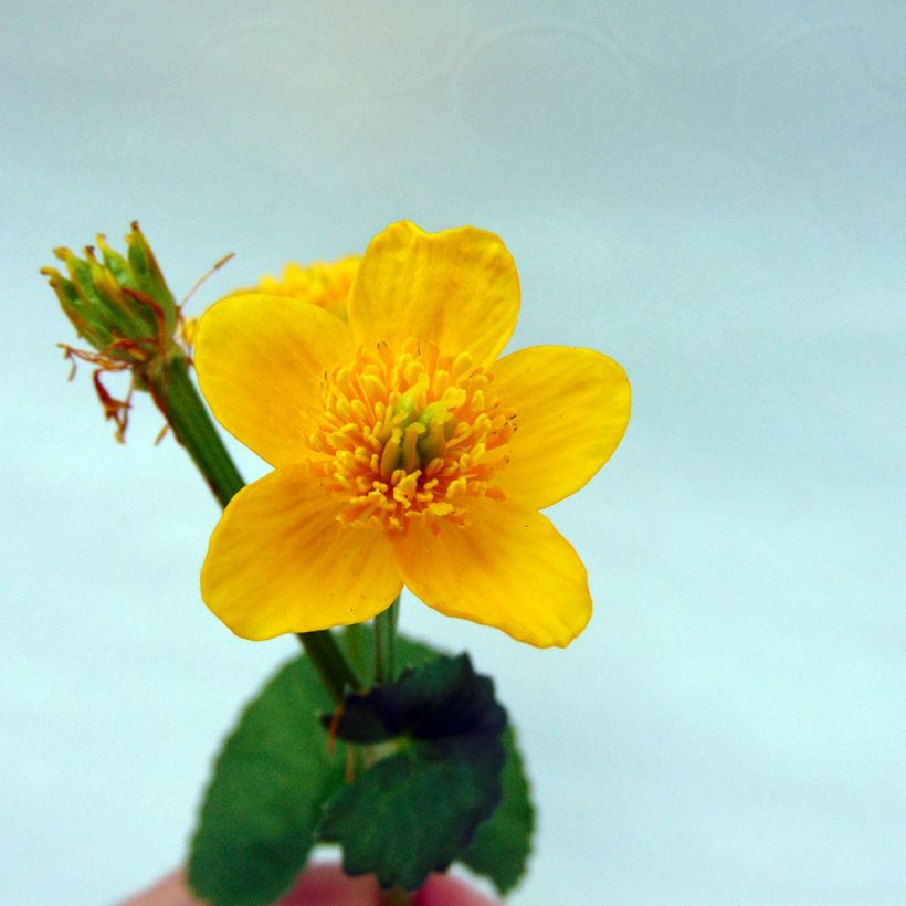 Caltha palustris Polypetala - Hierba centella (Floración)