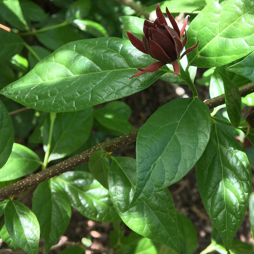 Calycanthus floridus Michael Lindsay - Árbol de las anémonas (Follaje)